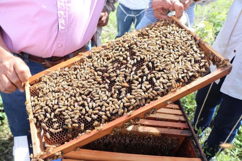 Cae producción de miel 85% por incendios 