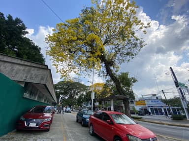 Imagen¡Guayacanes pintan de amarillo la Semana Santa!