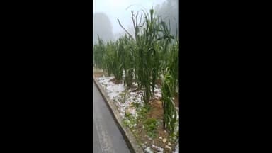 ImagenDaña cultivos lluvia y granizada en San Juan Chamula