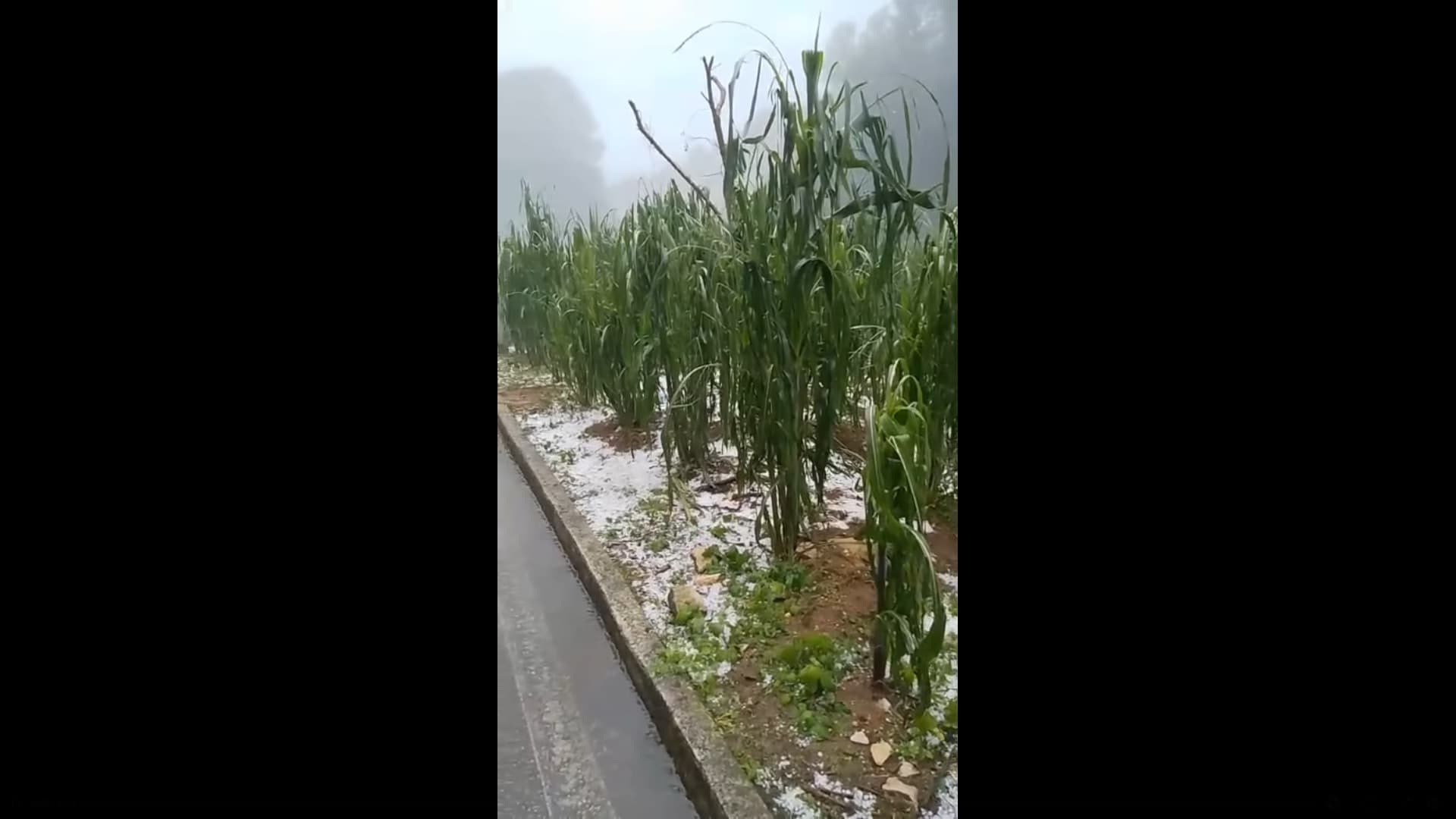 Daña cultivos lluvia y granizada en San Juan Chamula