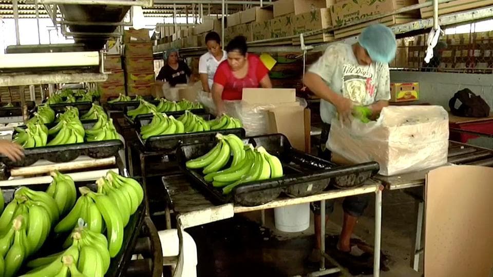 Apagones dejan pérdidas a los agricultores en Chiapas 