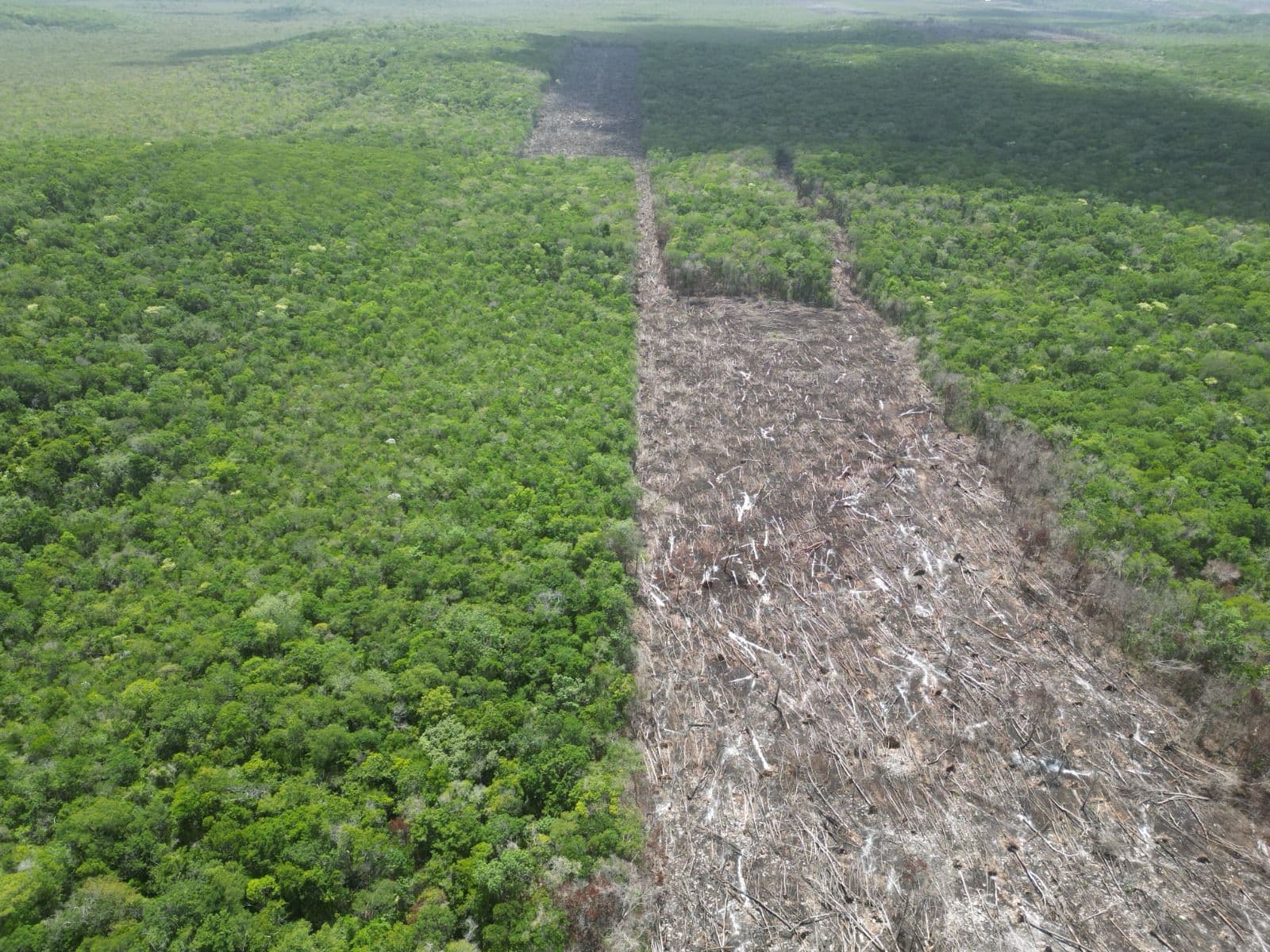 Paran devastación forestal en Yucatán, Quintana Roo y Campeche