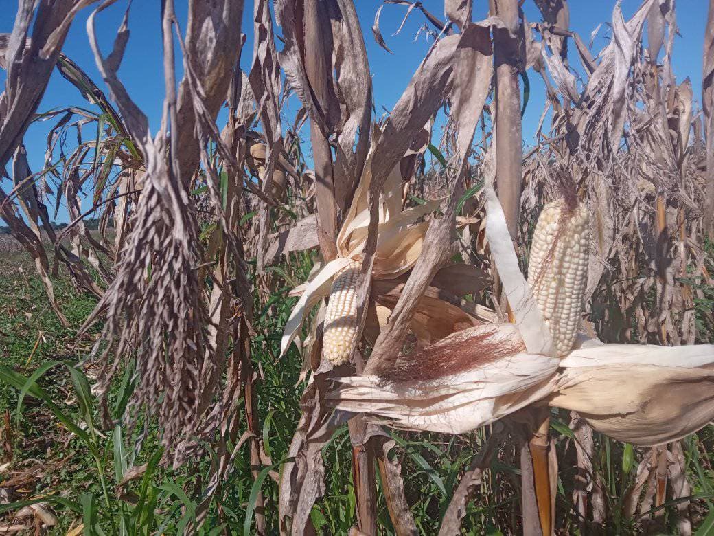 Habrá voto de castigo a Morena en Campeche