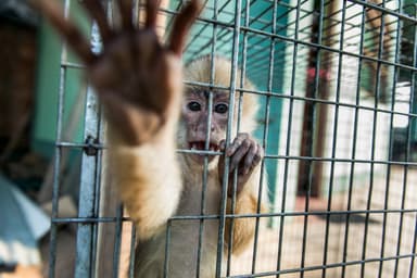 ImagenCondenan agresión a periodistas que documentaban tráfico animal en CdMx 