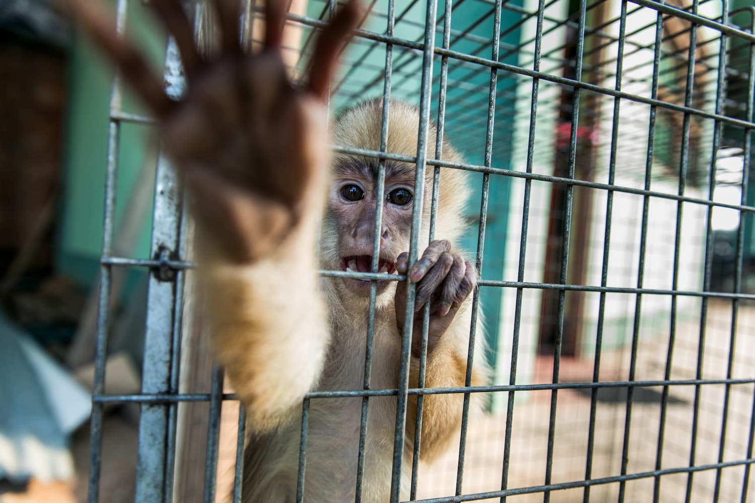 Condenan agresión a periodistas que documentaban tráfico animal en CdMx 