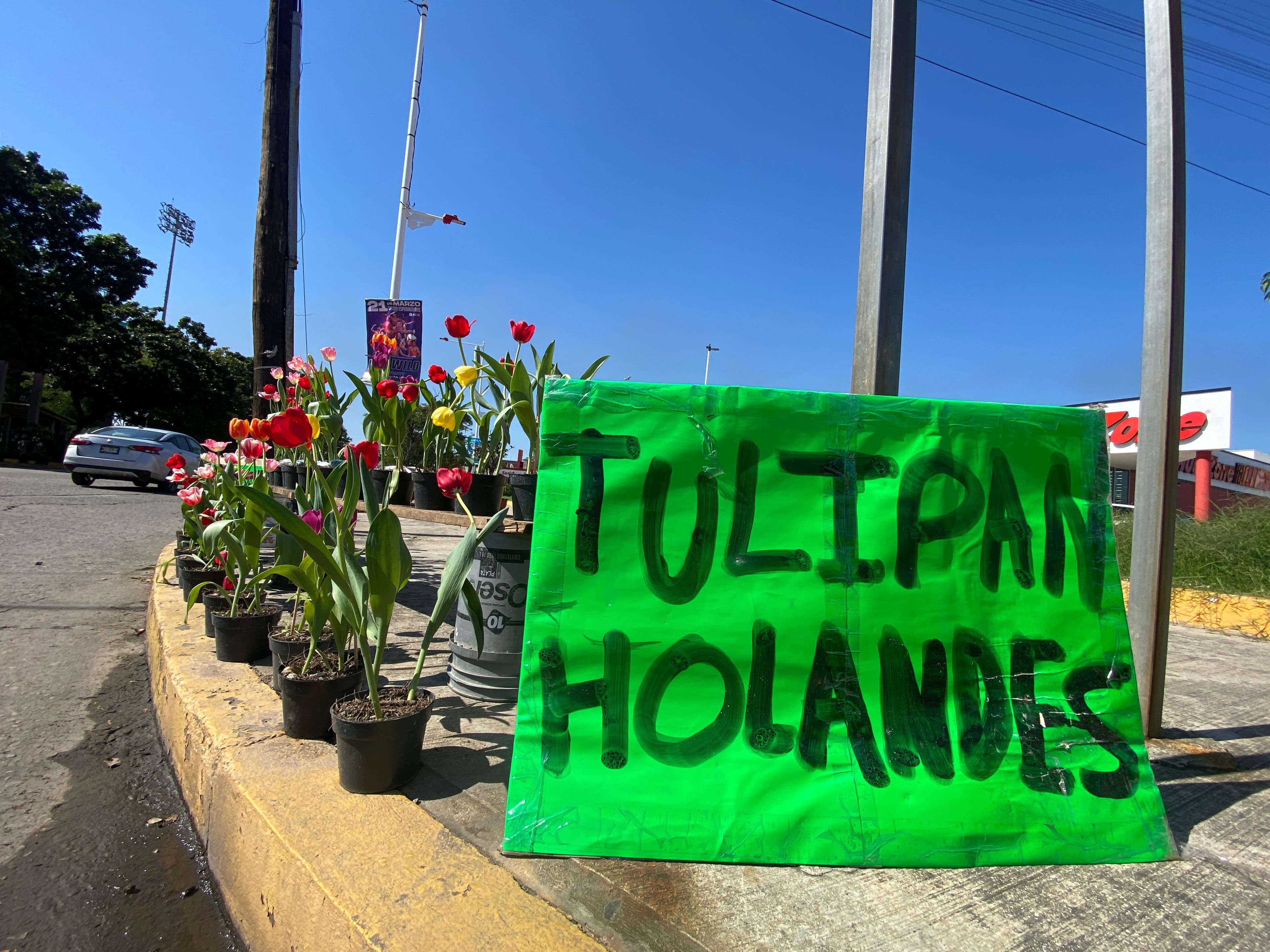 ¡Tiempo de tulipanes en Villahermosa!