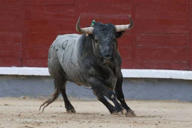 ImagenVa PVEM por "espectáculo taurino libre de violencia"