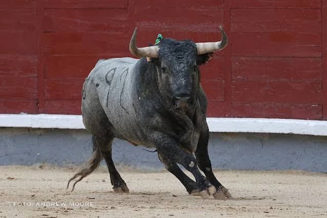 Va PVEM por "espectáculo taurino libre de violencia"