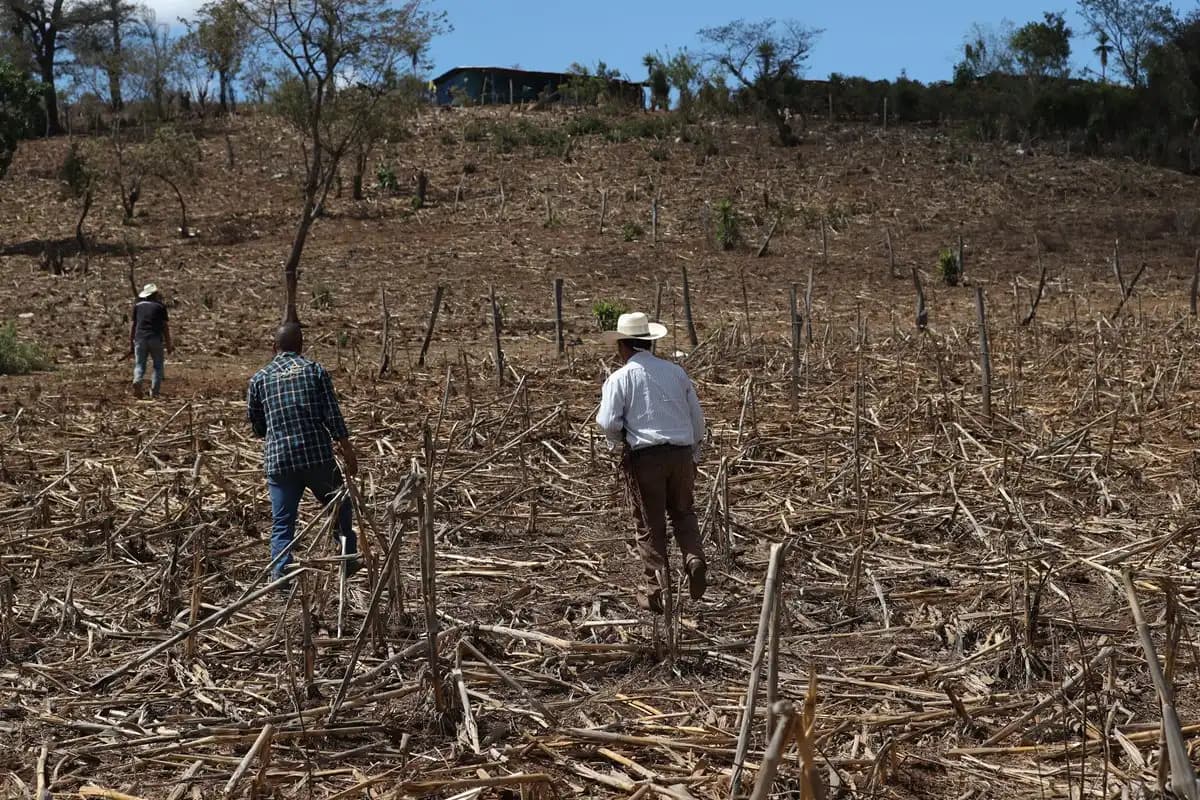 Lluvias traen esperanza al sector agropecuario