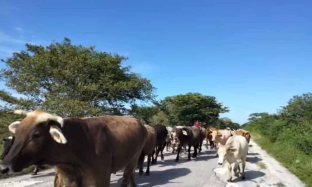 Exigen más seguridad en Champotón por abigeato 