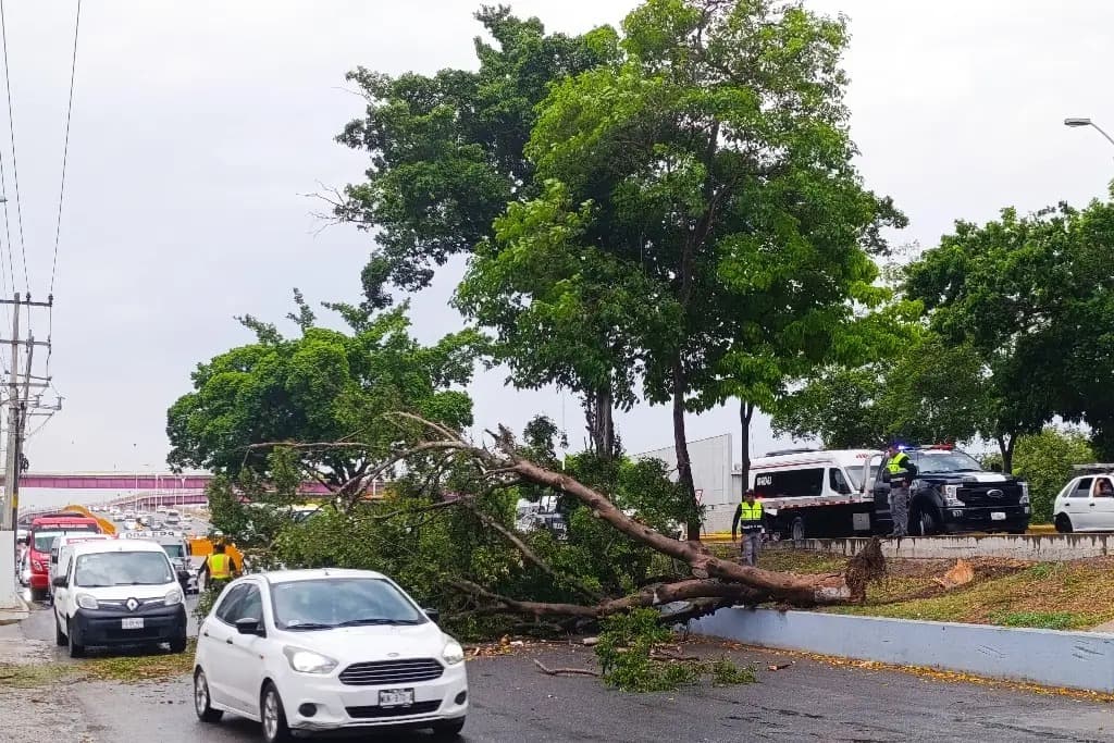 Derribó tromba 25 árboles en Centro
