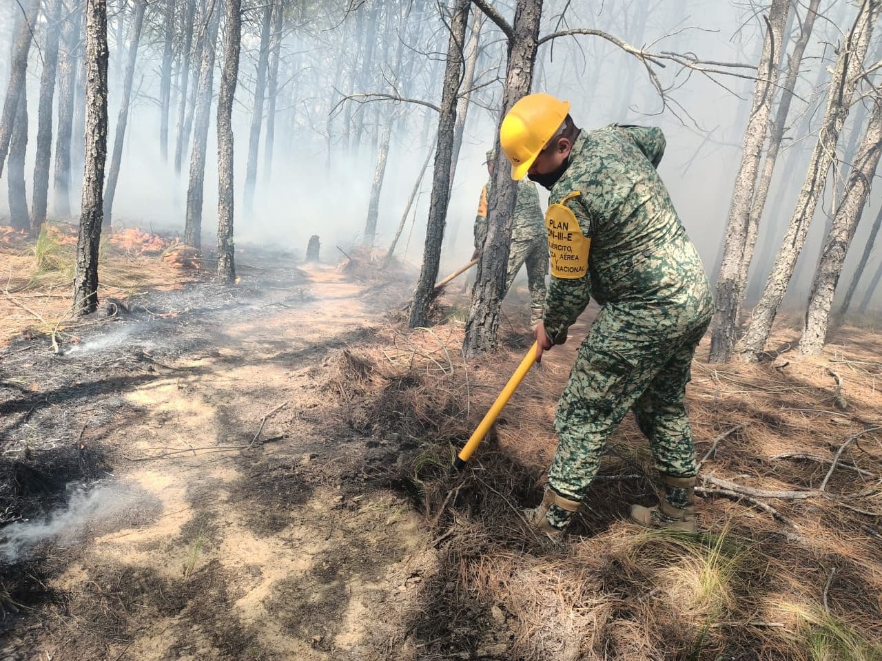 Incendio devastó 6 hectáreas de bosque en ejido de Perote
