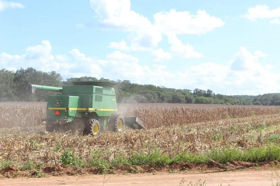 Acusan burocratismo de Segalmex en compra de maíz 