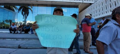 ImagenFiscalía Ambiental investiga muerte masiva de abejas en Campeche