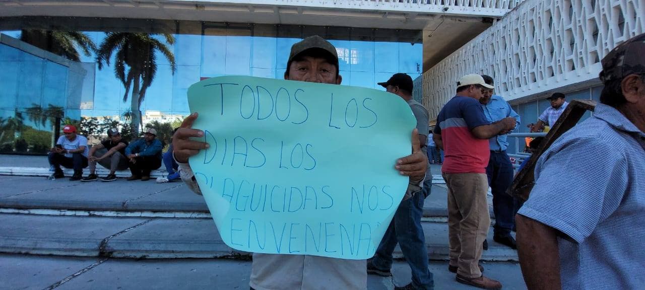 Fiscalía Ambiental investiga muerte masiva de abejas en Campeche