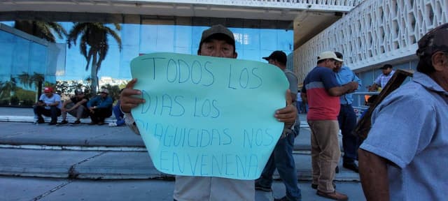 Fiscalía Ambiental investiga muerte masiva de abejas en Campeche