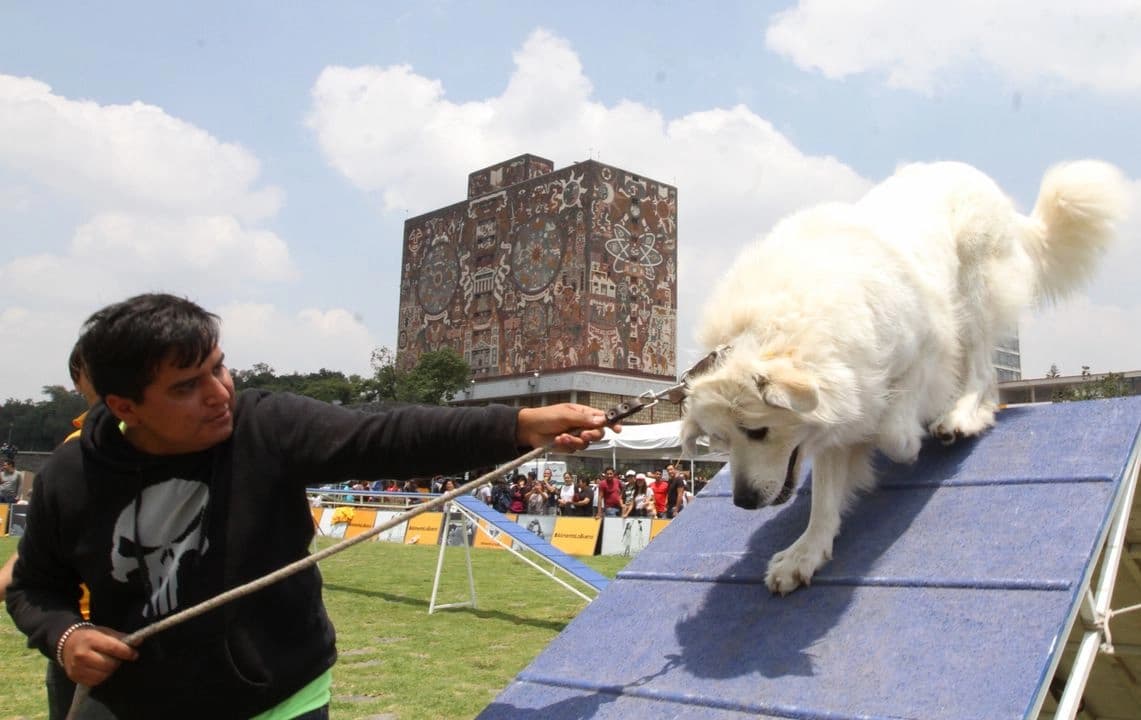 Perros entenderían habla humana más de lo que se cree