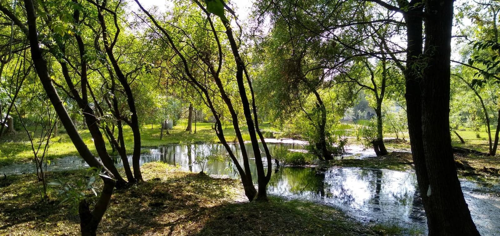 Alertan cambios en ecosistemas por Ciclones y Huracanes  