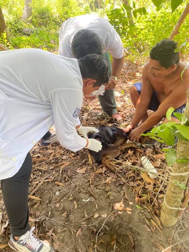 ImagenSe expande gusano barrenador en Península de Atasta 