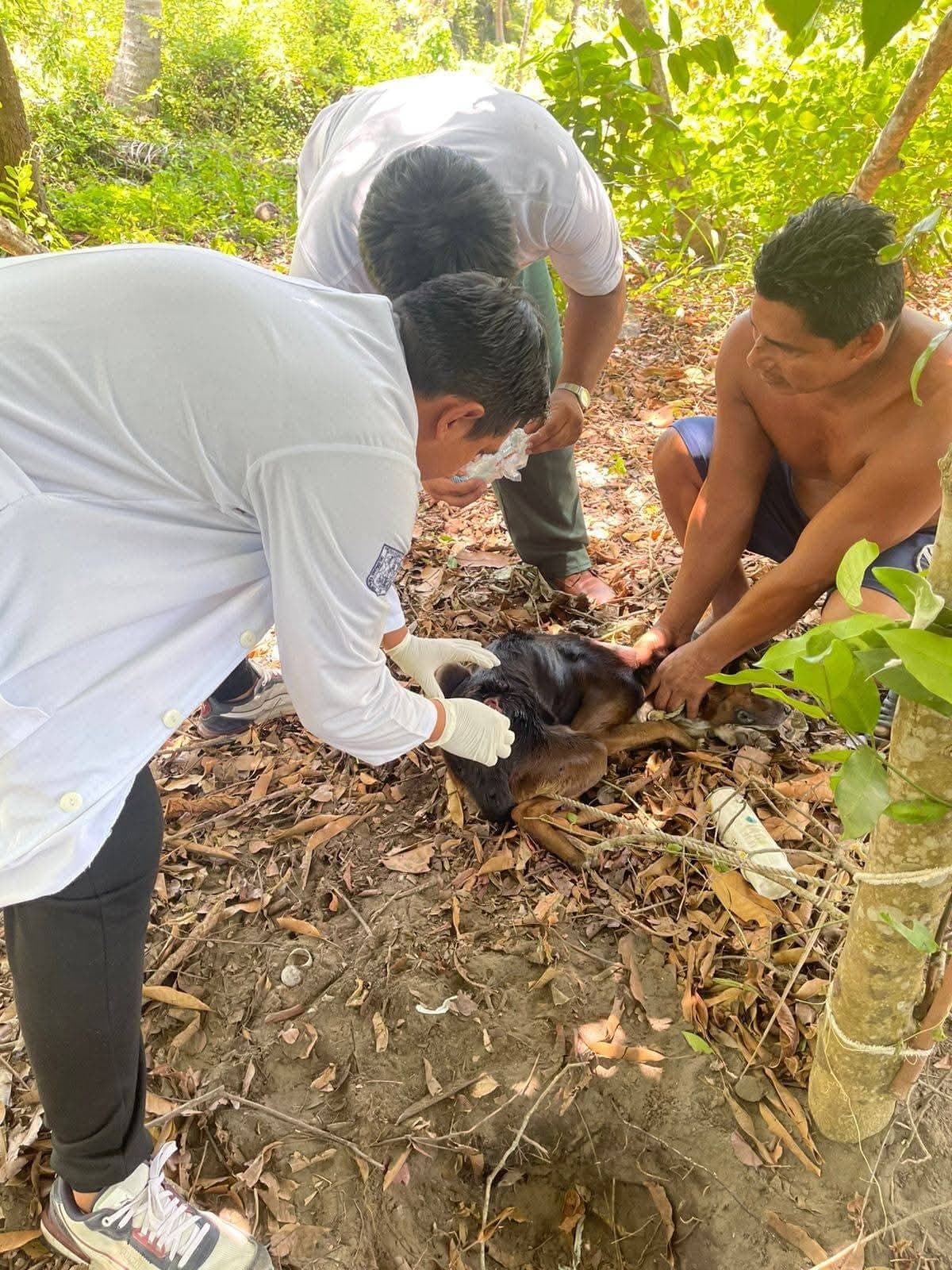 Se expande gusano barrenador en Península de Atasta 