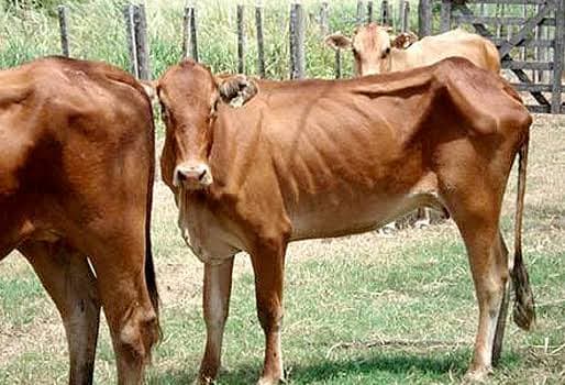 Sequía de pronóstico reservado