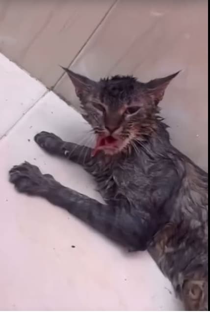 'Máximo castigo a asesino de minino', clama PVEM