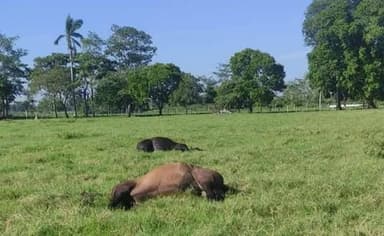 ImagenMueren más de 600 reses en la sabana de Huimanguillo