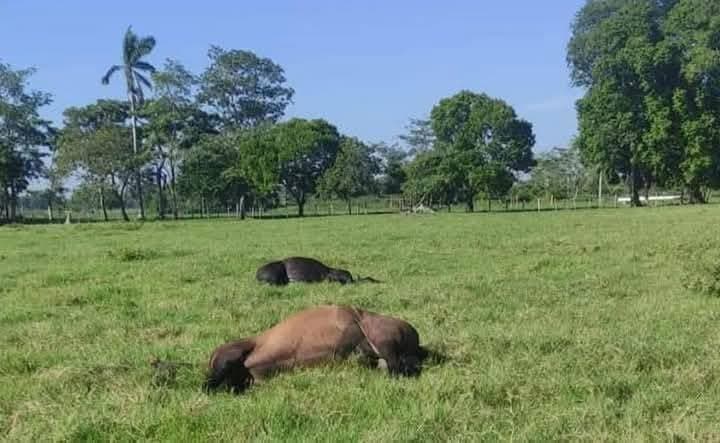 Mueren más de 600 reses en la sabana de Huimanguillo