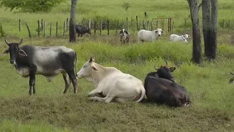 Doblega OMSA a SEDAP, que admite que sí hay más de 20 casos de GBG en Tabasco