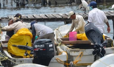 ImagenSequía afecta a productores pesqueros y acuícolas 