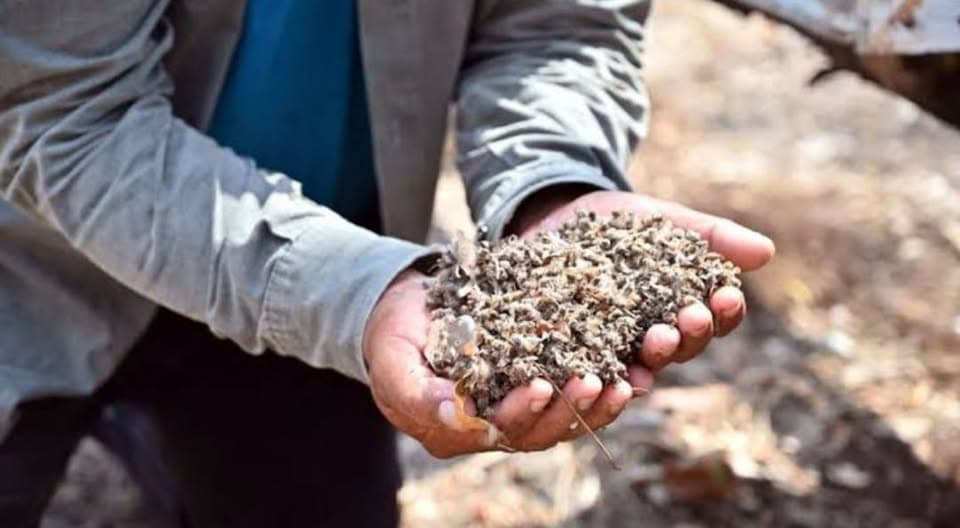 Preocupa a los apicultores alza en mortandad de abejas