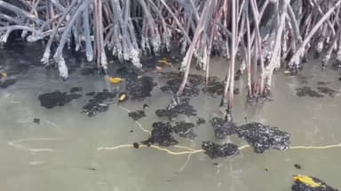 ImagenFrena derrame de crudo 'Pescando Vida' en Mecoacán