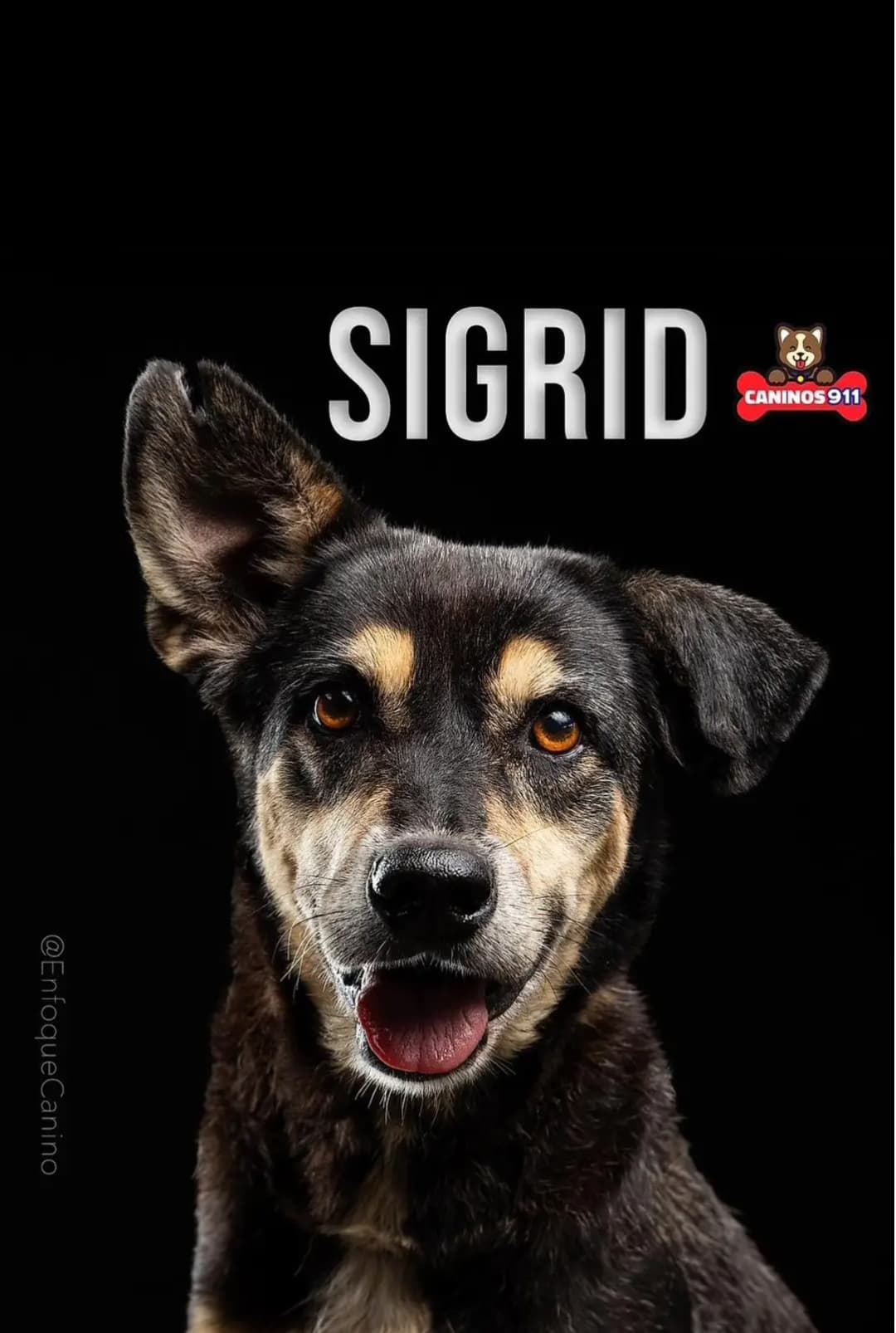 ¡Dice adiós Caninos 911!