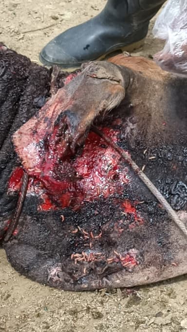 ImagenReportan caso de gusano barrenador en Tacotalpa 