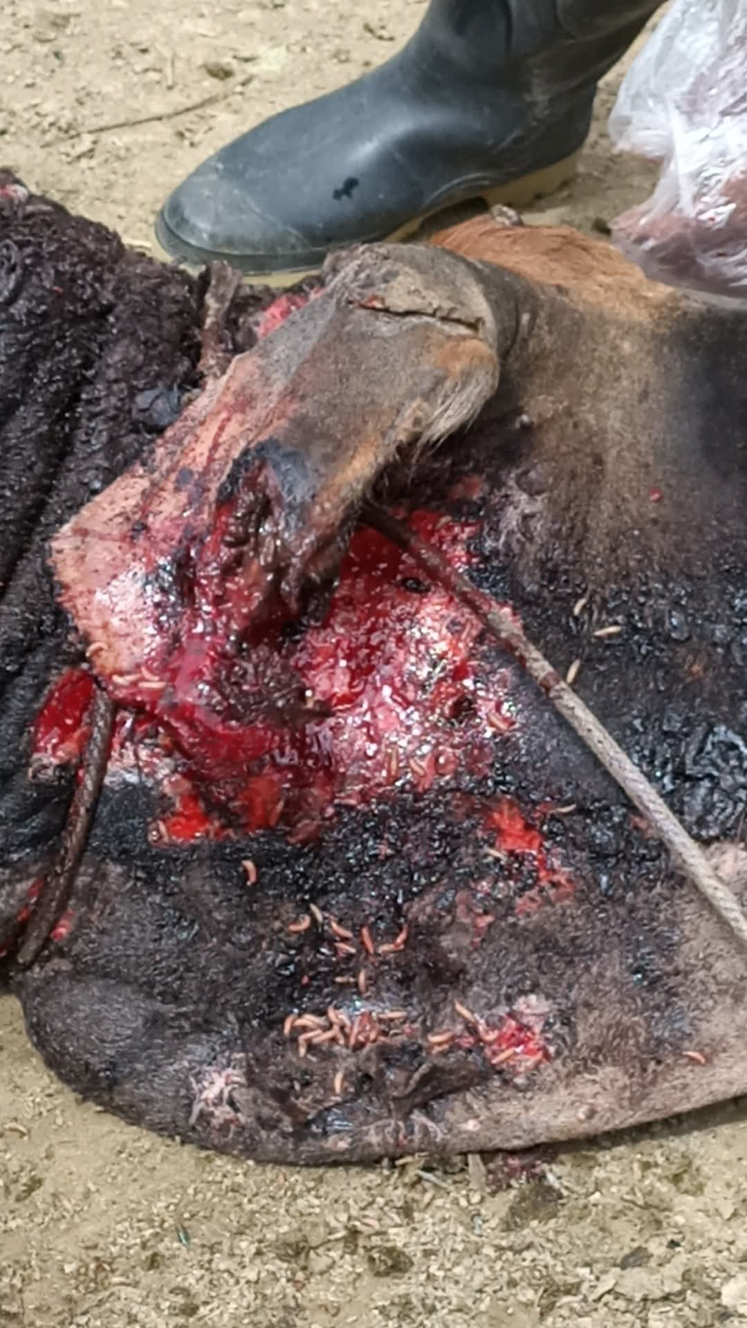 Reportan caso de gusano barrenador en Tacotalpa 