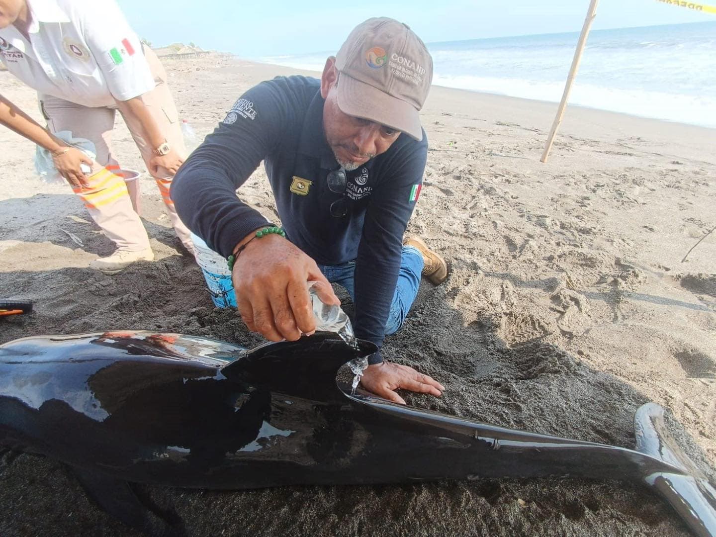 Trasladan delfín varado en playas de Mazatán 