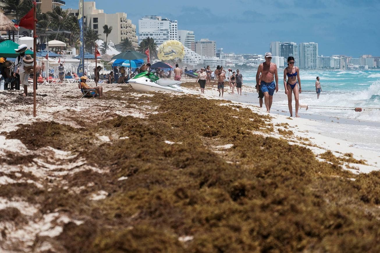 Sargazo con metales pesados en la playa 