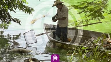 ImagenAhora mueren hasta cocodrilos en Las Ilusiones, culpan a las lluvias 