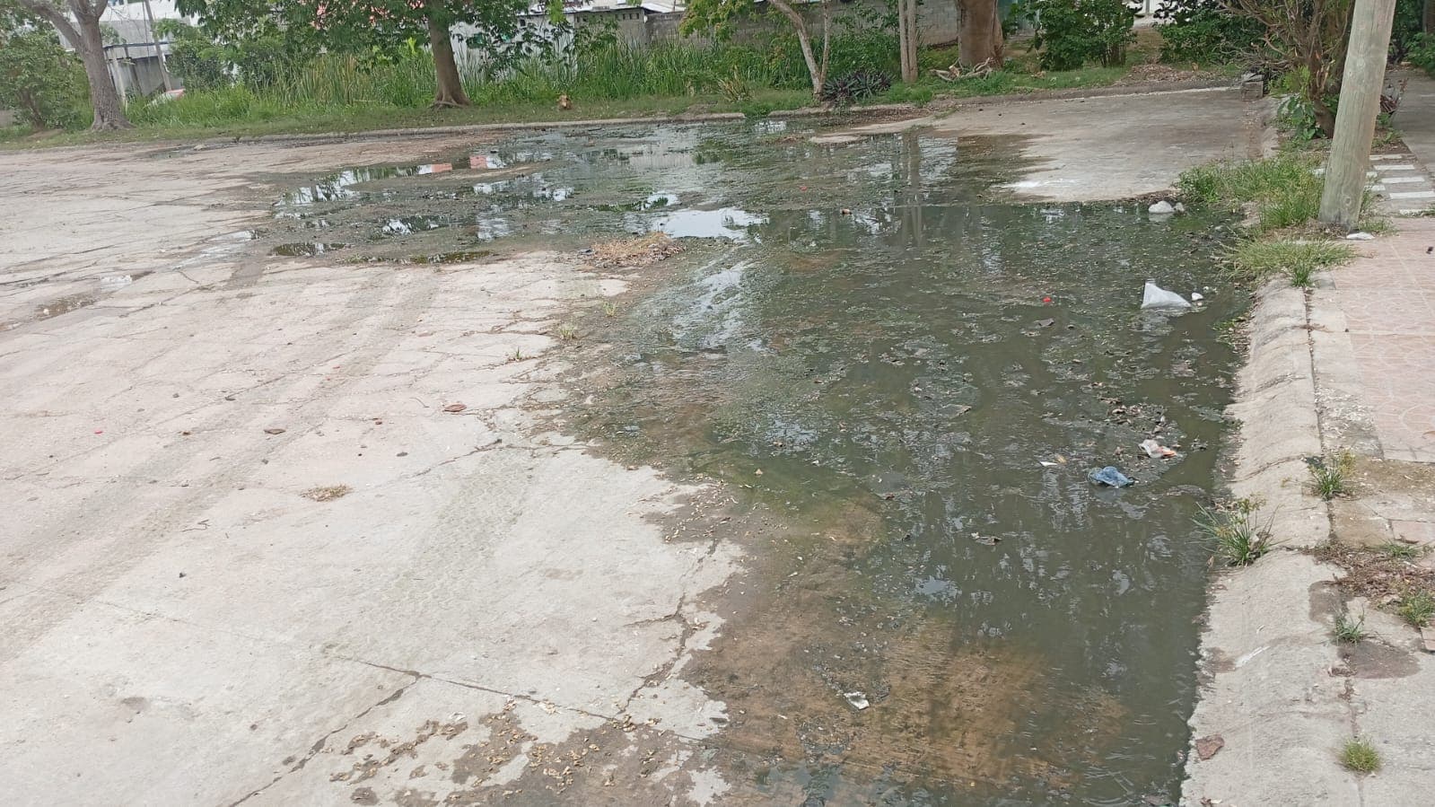 Viven entre heces fecales en fraccionamiento Pellicer