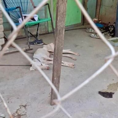 ImagenAcusa PVEM irresponsabilidad de Ayuntamientos en tema de maltrato animal