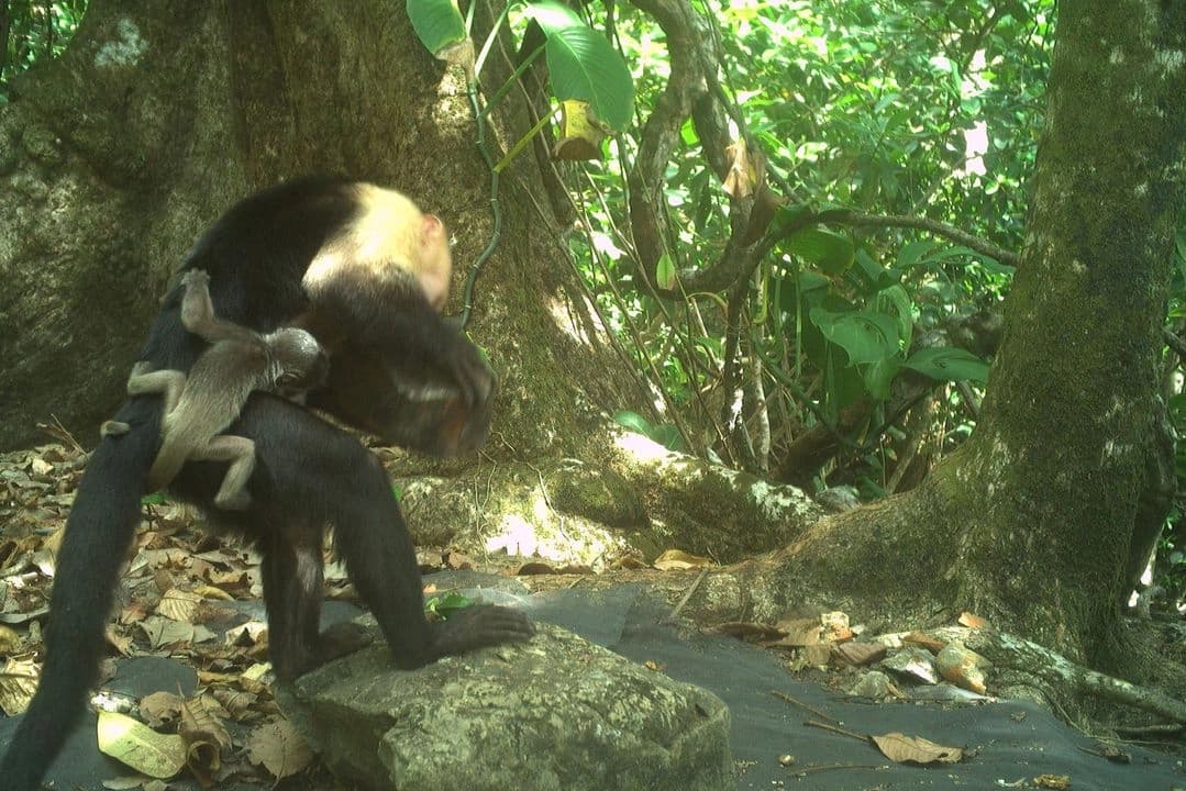 Muestran a monos aulladores presumiblemente secuestrados por monos capuchinos