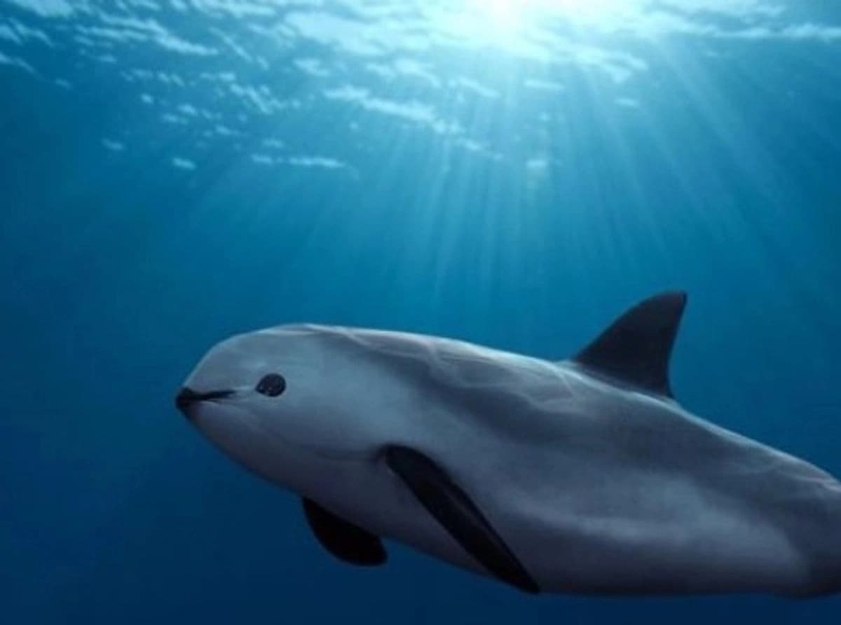 Esperanza en el mar: detectan presencia de vaquita marina en 41 monitoreos acústicos