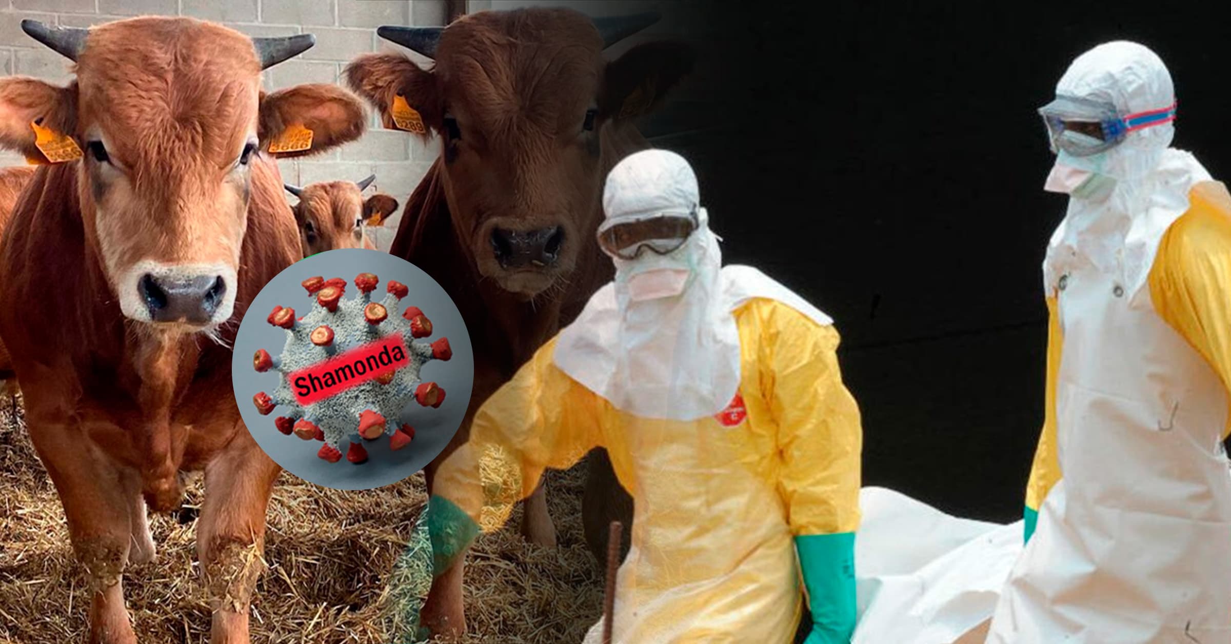 Virus shamonda cobra su primera víctima humana en Francia