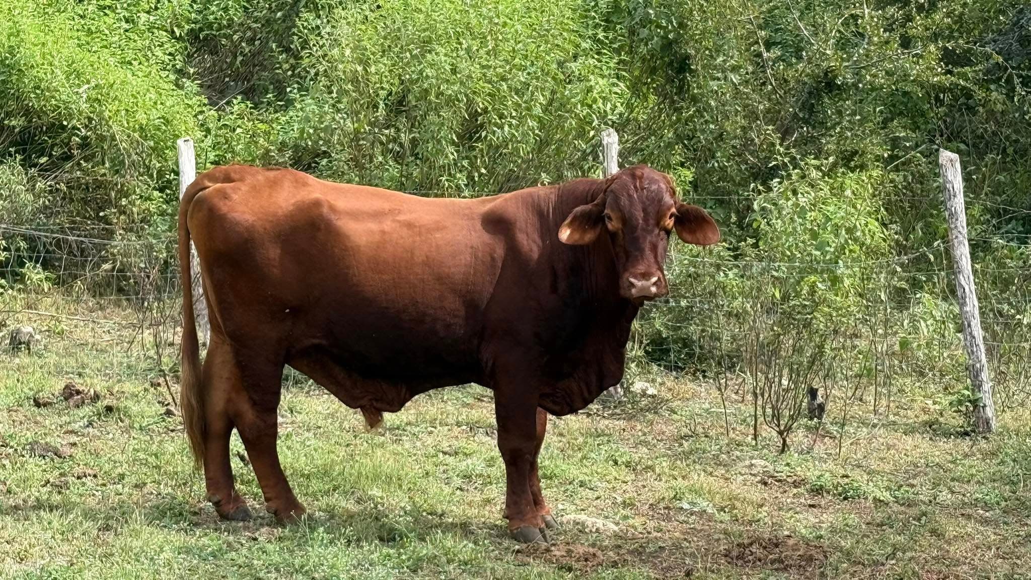 Detectan casos de gusano barrenador en Campeche