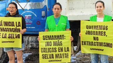 ImagenGreenpeace pide le nieguen permisos a Tricoblocks en Q. Roo