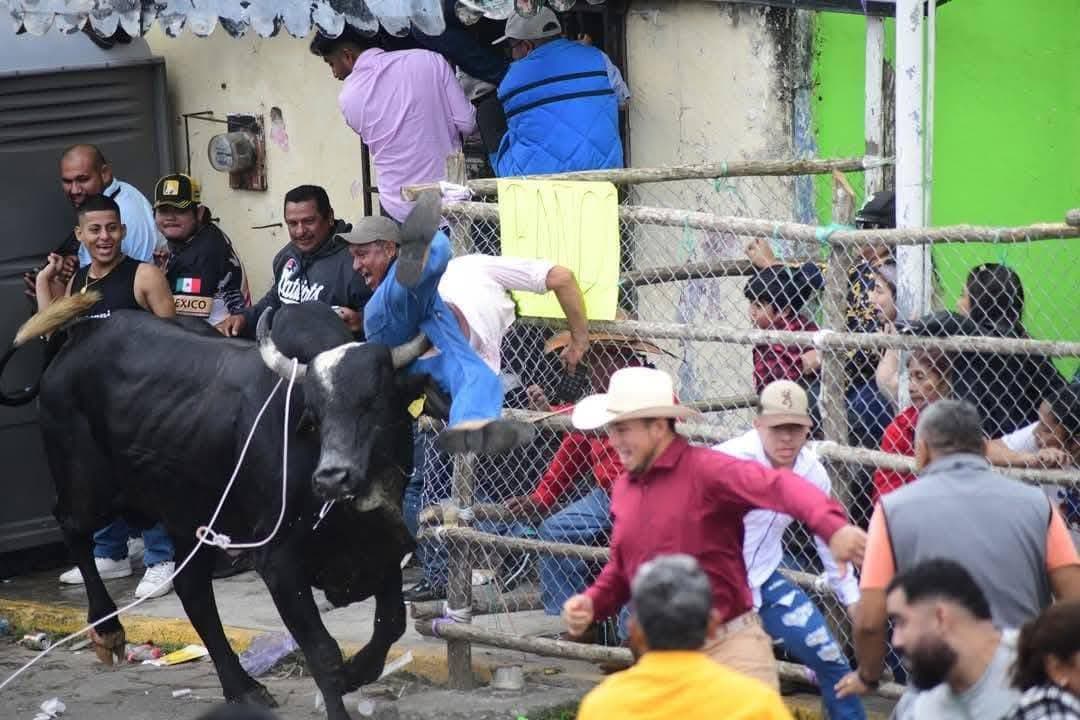 Fiestas de La Candelaria: tradicional suelta de toros en Tlacotalpan 
