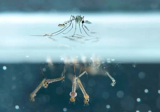 Ya hoy mosquitos en ¡Islandia!