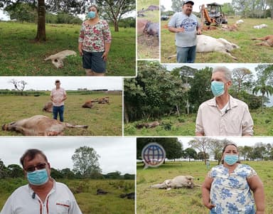 ImagenClaman ganaderos ayuda al gobierno