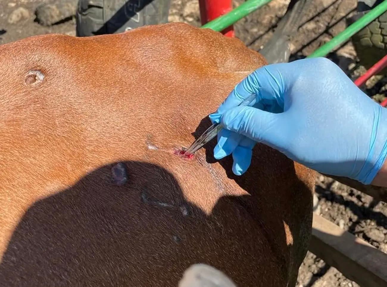 Ganaderos de Campeche refuerzan medidas por gusano 