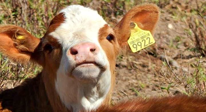 Piden ganaderos eliminar aretes SINIIGA por corrupción y fallas 